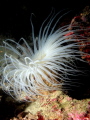   white Anenome taken Sharp Island Sai Kung. Kung  